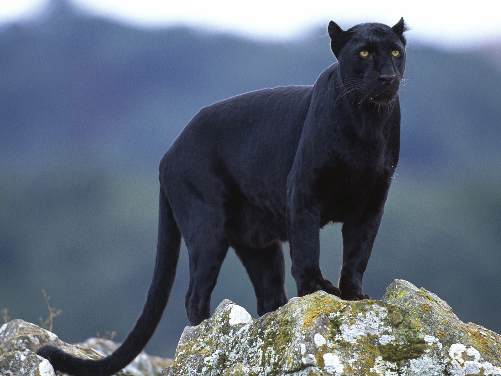Black Panther